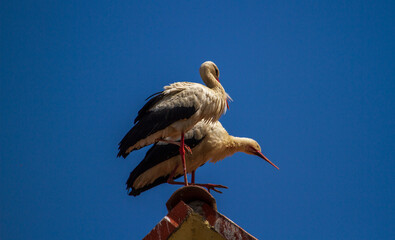 Stork in the nest