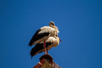 Stork in the nest