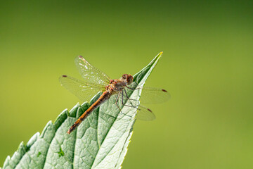A gorgeous dragonfly sitting on a  hydrangea