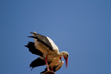 Pair of storks
