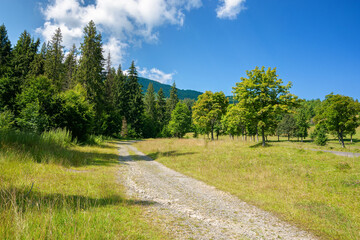 Fototapeta na wymiar old country road through mountainous countryside. beautiful summer landscape. spruce trees along the way. bright sunny weather. travel backcountry concept