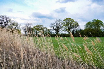 Obraz premium Wild plant with trees and fields in the background