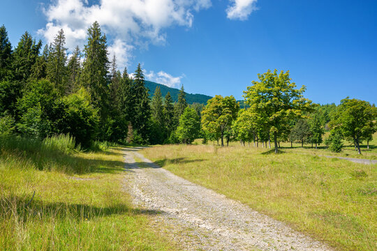 old country road through mountainous countryside. beautiful summer landscape. spruce trees along the way. bright sunny weather. travel backcountry concept