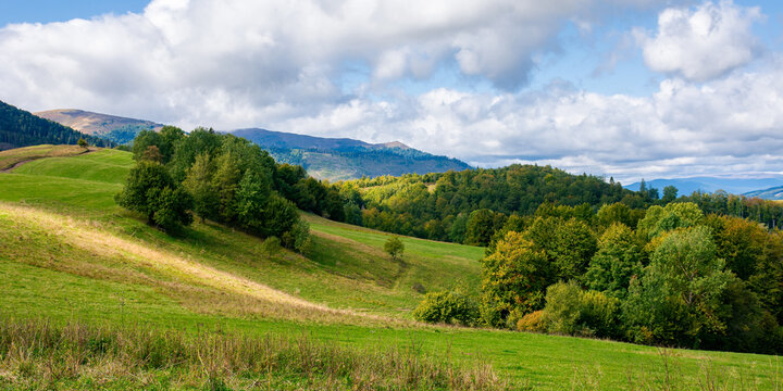 trees on the grassy hill. sunny countryside scenery in early autumn. beautiful landscape of carpathian mountains. dramatic sky and light at high noon