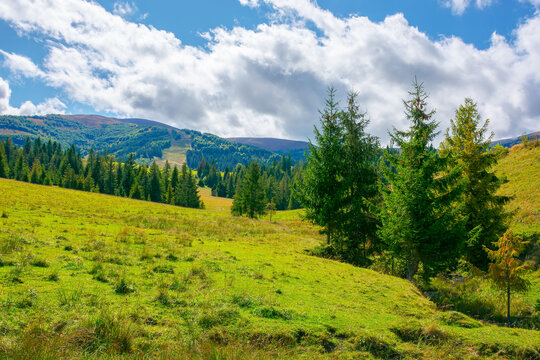 mountainous rural countryside on a sunny day. spruce trees on the grassy meadow. warm September weather with clouds on the sky