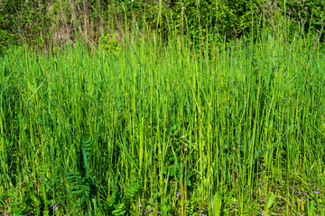 Tall green grass on a sunny day