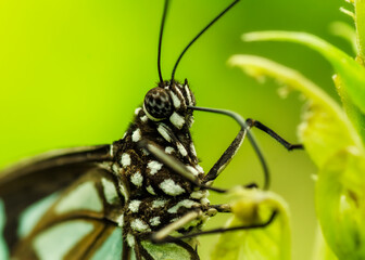 Butter fly sitting on a leafe with blurred background. Macro Photography of a butterfly with details. Football eye butterfly