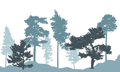Winter forest, silhouette of tree, spruce, pine. Beautiful nature, landscape. Vector illustration