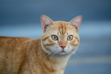 Portrait of lonely red cat on the street of Egypt in Sharm El Sheikh