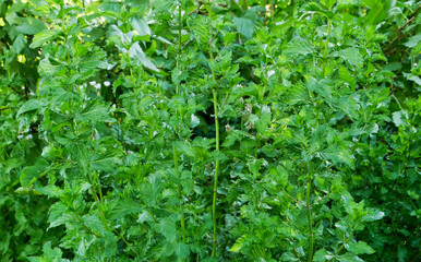 Mint leaves in nature. Peppermint plantation.