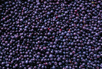Background of blue toned fresh washed blueberries. Fresh blueberries background