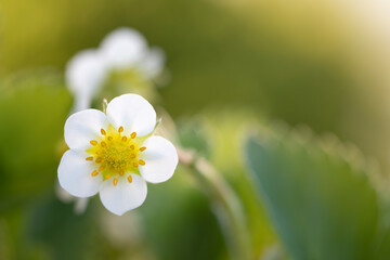 Erdbeerblüte, Nahaufnahme im Garten