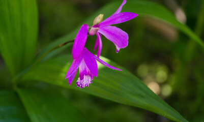 Close-up purple flower orchid Bletilla striata or Hyacinth orchid Arboretum Park Southern Cultures in Sirius (Adler).Chinese ground or Urn orchid, hardy Orchidaceae perennial plant.