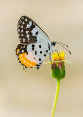 Butter fly sitting on a tiny flower with blurred background. Macro Photography of a butterfly with details