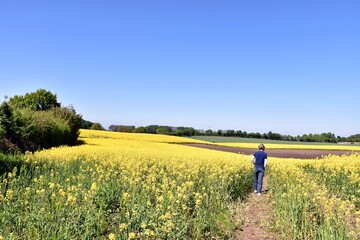 Damendorf Hüttener Berge zur Rapsblüte