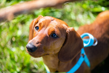 A young smooth dachshund plays in the spring grass.