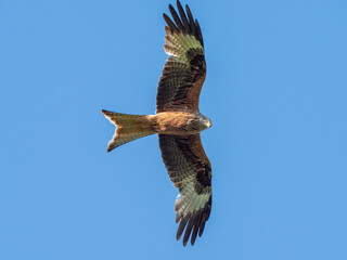 Rotmilan (Milvus milvus) im Überflug