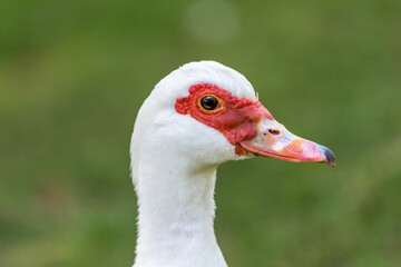 Muscovy duck ( Carina moschata ) in early spring morning in Ramat Gan park. Israel.