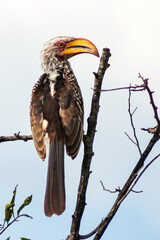 Male Southern yellow-billed Hornbill Tockus leucomelas in Kruger National Park, Mpumalanga, South Africa
