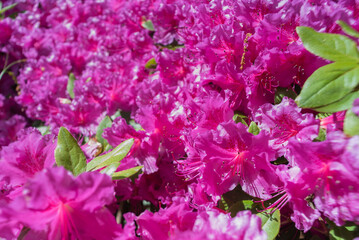 many beautifully blooming rhododendron blossoms, abstract, out of focus, bokeh