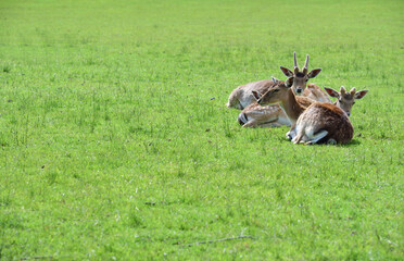 A group of fallow deer (dama dama) lies in the open air on a green meadow in spring