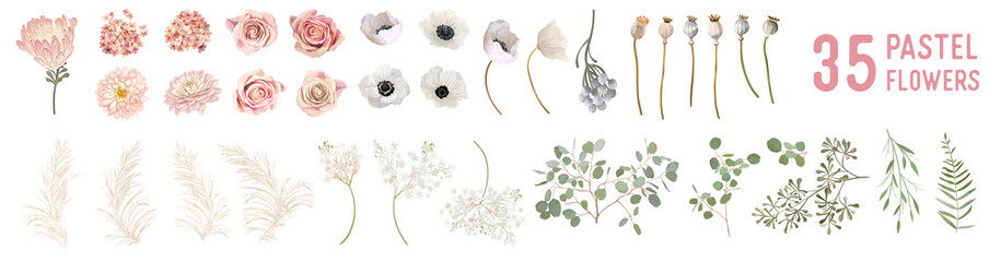 Vector flowers and leaves, dried anemone, wedding roses, pampas grass, eucalyptus greenery
