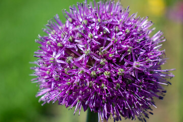 Purple flower Allium with bees. Blurred background.