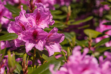 Beautifully blooming rhododendron flowers, colorful, bokeh, purple, pink