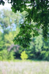green leaves in the forest