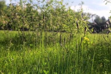 Obraz premium grass in a field