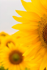 Closeup of Colorful Sunflower Plants with green stems and leaves and the head with its wide open yellow petals. Selective focus.