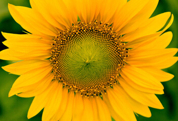 Obraz premium Closeup of Colorful Sunflower Plants with green stems and leaves and the head with its wide open yellow petals. Selective focus.