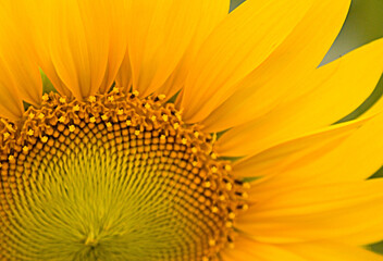 Closeup of Colorful Sunflower Plants with green stems and leaves and the head with its wide open yellow petals. Selective focus.