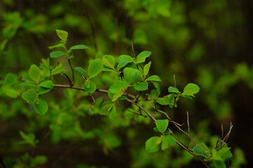 green leaves background