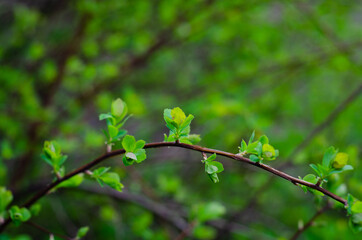 green leaves in spring