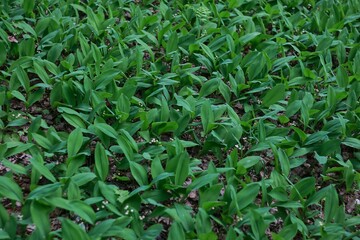 Obraz premium field of lilies of the valley in the forest