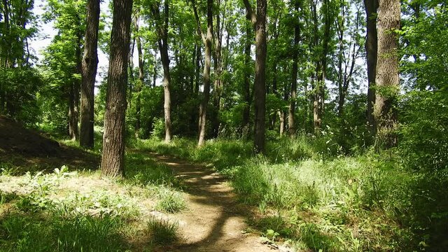 a path in a summer forest and a nightingale's songs on a sunny day