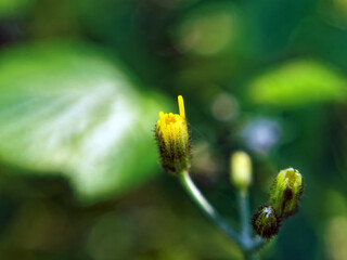 small yellow flowers in the field