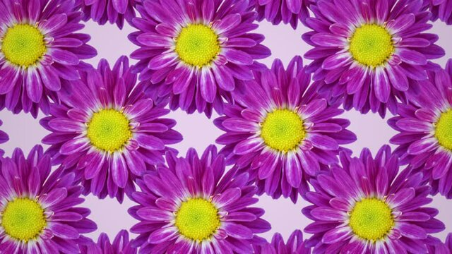 Purple chrysanthemum on a pink background animated pattern. Floral seamless loop concept animation