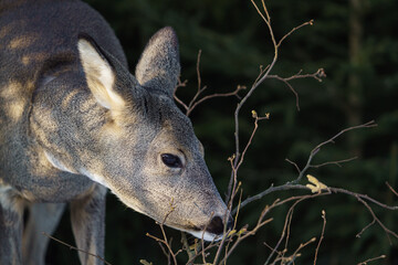 Roe deer eats grass under snow in spruce forest, Capreolus capreolus. Wild roe deer in nature. © Lubos Chlubny