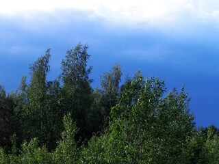dark blue sky over a young forest