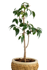 Ficus Benjamin in a brown flowerpot. Isolated.