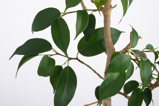 Close up green fikus tree bush leaves natural on a white isolated background
