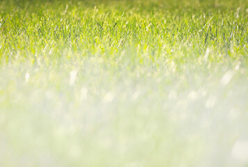 Close-up of fresh green lawns background texture. Selective soft focus, white down copy space