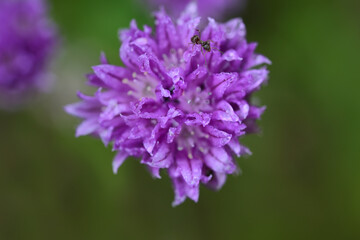 Close-up of a purple flower of chives from above, with a small ant on it, lots of water droplets, against a green background