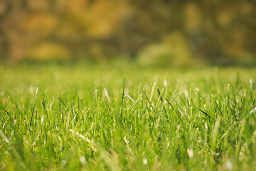 Close-up of fresh green lawns background with autumn trees on the bokeh. Selective soft focus, copy space