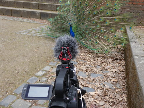 Pfau in der Balz