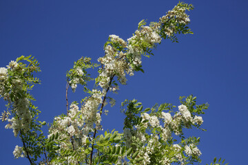 Branches  full of white acacia flowers against clear blue sky