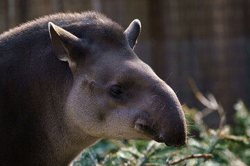 Portrait of south American tapir (Tapirus terrestris) - obrazy, fototapety, plakaty