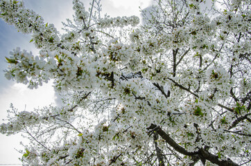 Horizontal banner with sakura flowers of on sunny backdrop. Beautiful nature spring background with a branch of blooming sakura.